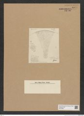 Diatomeae indet. Zeichnungen Sammlung Grunow Nr. 8971 (NHMW-BOT-W0378661)